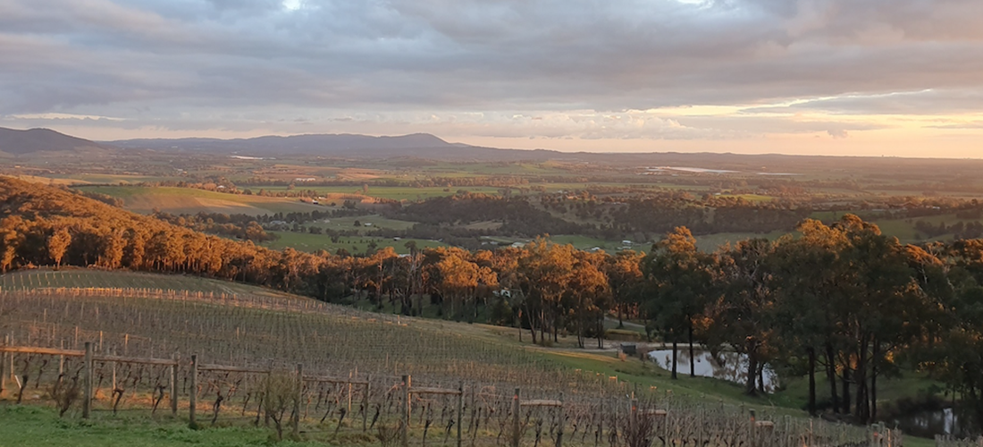 Stefani Estate vineyard